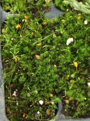 Funaria hygrometrica