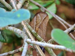 Eryphanis automedon