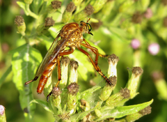 Diogmites angustipennis