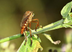 Diogmites angustipennis