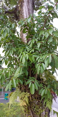 Ficus caulocarpa