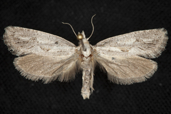 Acrolophus variabilis