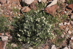 Leucosphaera bainesii