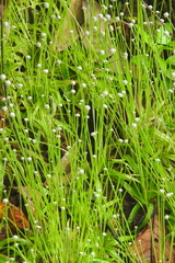 Eriocaulon