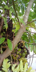 Ficus caulocarpa
