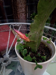 Disocactus ackermannii
