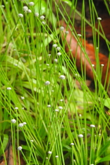 Eriocaulon