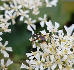 Grypocoris stysi