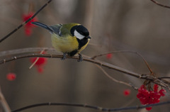 Parus major