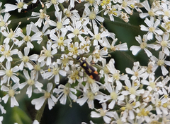 Grypocoris stysi