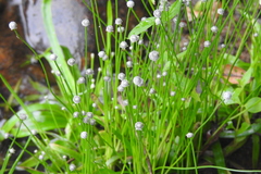 Eriocaulon