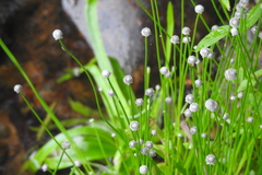 Eriocaulon