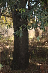 Quercus castanea