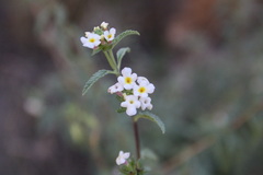 Lantana dinteri