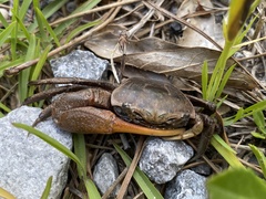 Minuca longisignalis