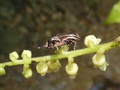 Glyphipterigidae