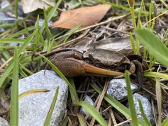 Minuca longisignalis