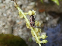 Glyphipterigidae