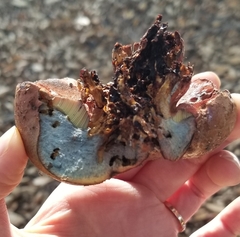 Suillellus amygdalinus