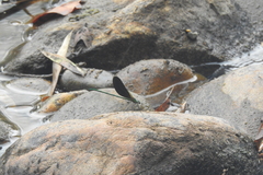 Neurobasis chinensis