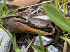 Minuca longisignalis