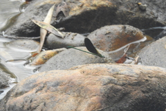 Neurobasis chinensis