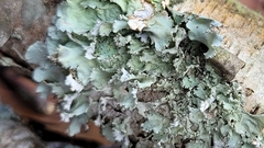 Parmotrema hypotropum