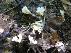 Sebacina schweinitzii