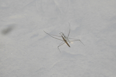 Cylindrostethus