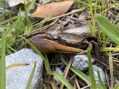 Minuca longisignalis