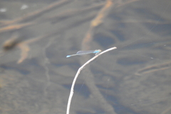 Pseudagrion rubriceps