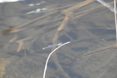 Pseudagrion rubriceps