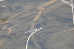 Pseudagrion rubriceps