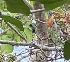 Chlorostilbon mellisugus