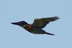 Megaceryle maxima maxima