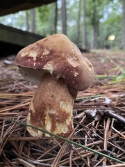 Boletus pseudopinophilus