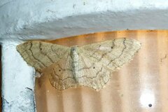 Idaea aversata