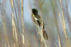 Euplectes albonotatus