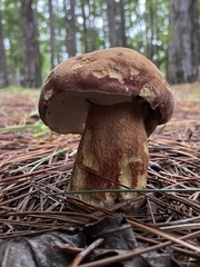 Boletus pseudopinophilus