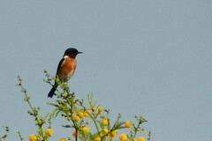 Saxicola torquatus