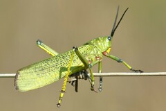 Phymateus viridipes