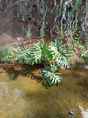 Thaumatophyllum bipinnatifidum