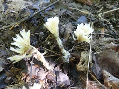 Sebacina schweinitzii