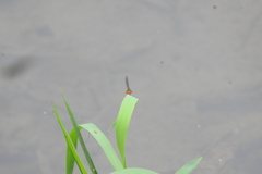 Pseudagrion rubriceps