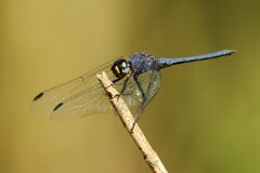 Trithemis furva
