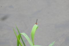 Pseudagrion rubriceps