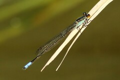 Pseudagrion citricola