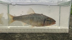 Luxilus chrysocephalus