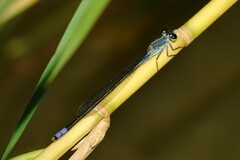 Pseudagrion salisburyense