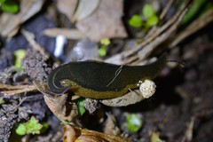 Newzealandia